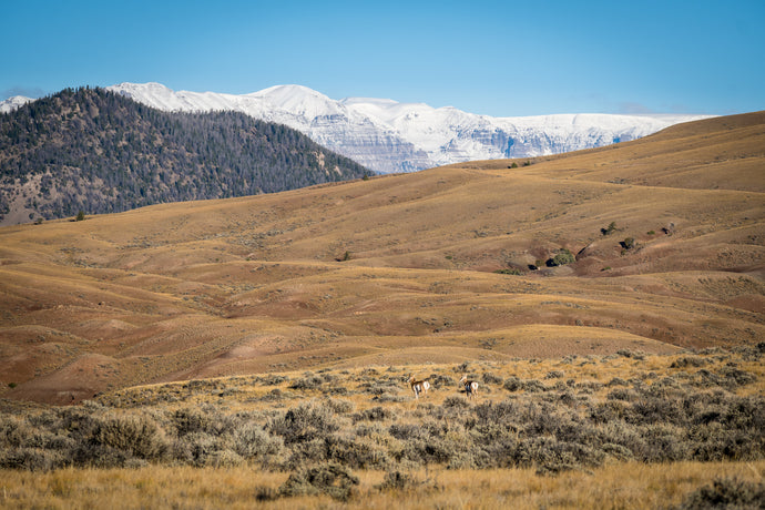 5 Steps to Maximize E-Scouting and Plan Better Hunts