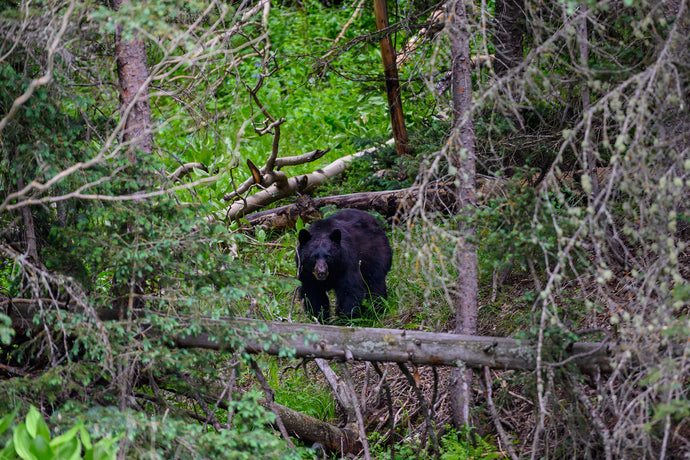 5 Tips for Hunting Spring Bear