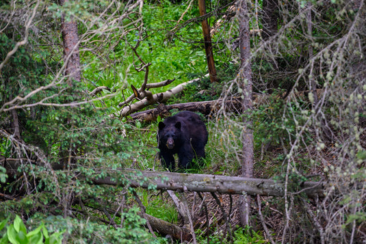 5 Tips for Hunting Spring Bear