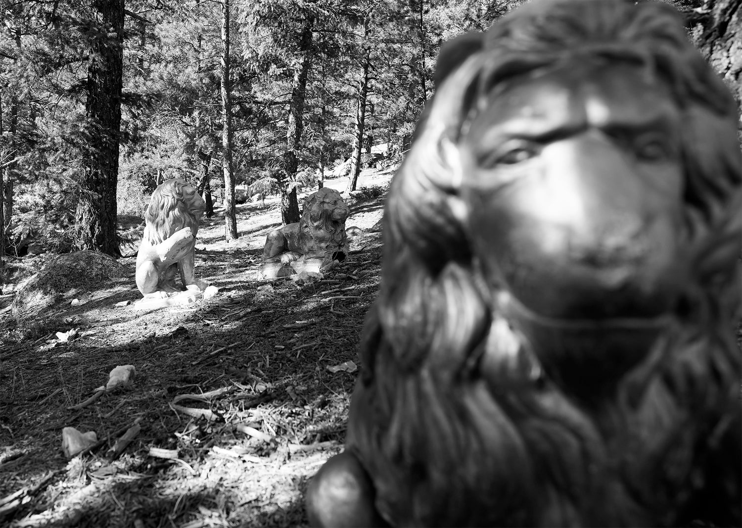 Colorado Draw Results: Secondary Leftover and OTC Options Caribou