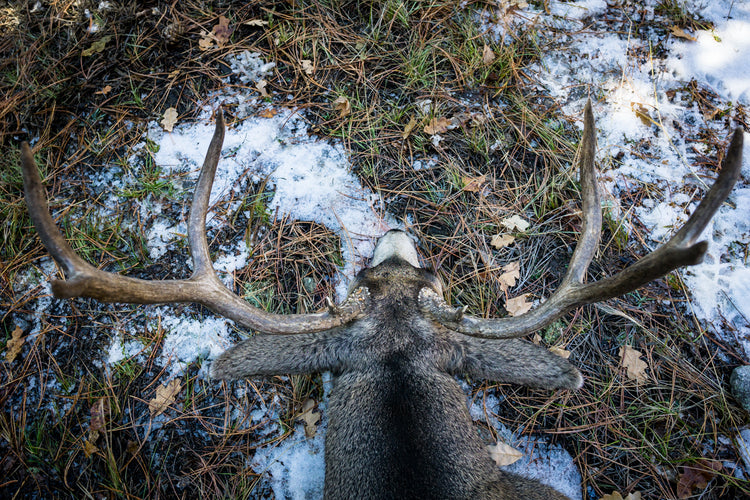 Frequently Asked Questions About Colorado Mule Deer Hunting