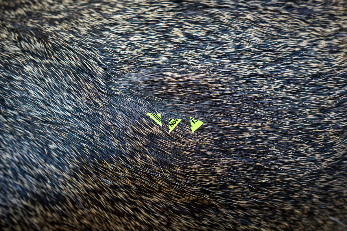 8 Ideas to Help You Plan More Successful Big Game Hunts