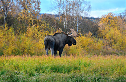 12 Must-Have Hunting Gear Items for a DIY Alaska Hunt