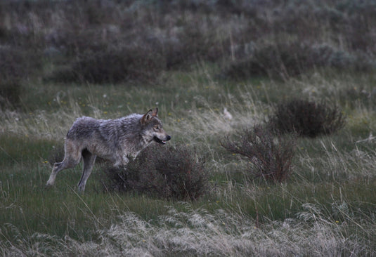 CPW’s Draft Wolf Plan and Proposed Reintroduction Locations