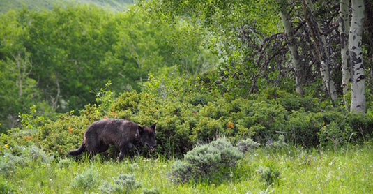 Hunters: It’s Time to Speak Up on Colorado Wolf Management