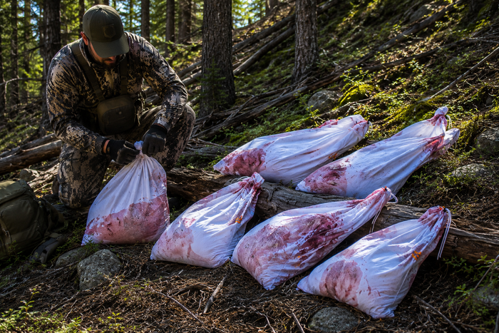 Hunter staging elk quarters in breathable white game bags with narrow orange reflective tabs during a multi-trip backcountry elk packout in steep timber terrain