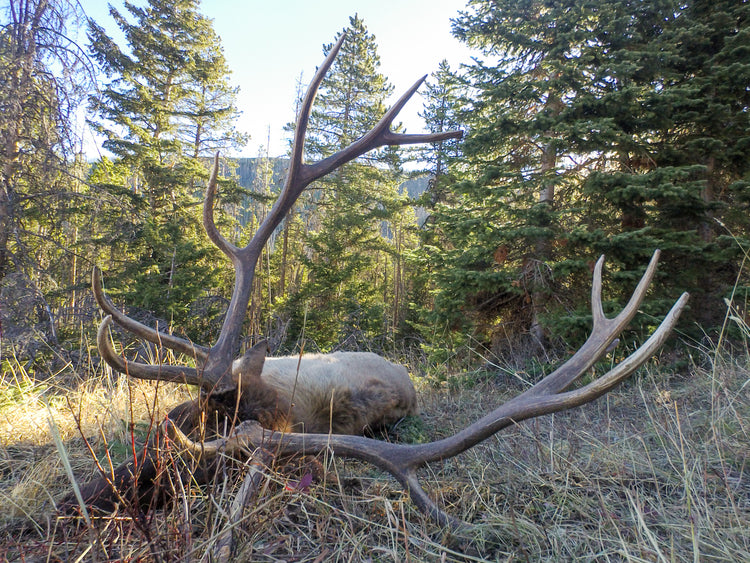 Mid-Season Strategies for Post-Rut Elk and Pre-Rut Mule Deer