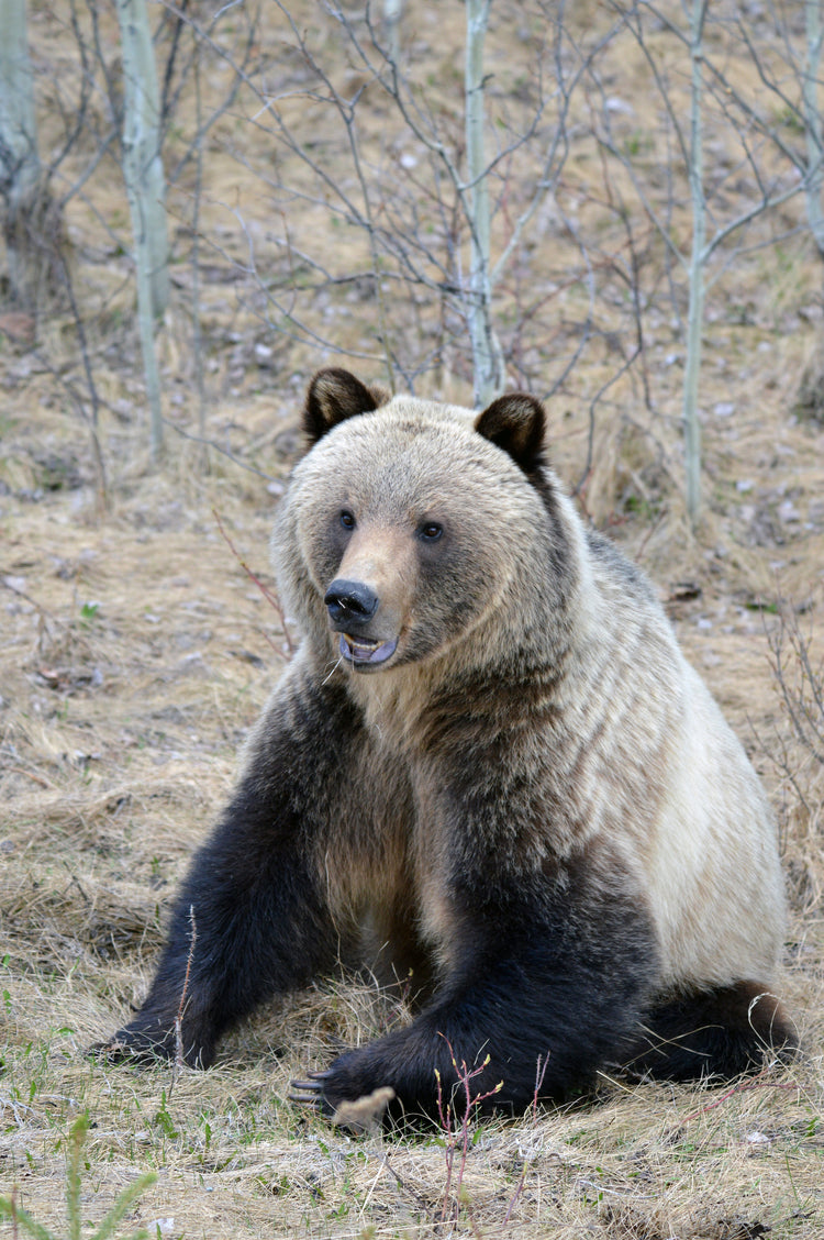 What you should know about grizzly bears